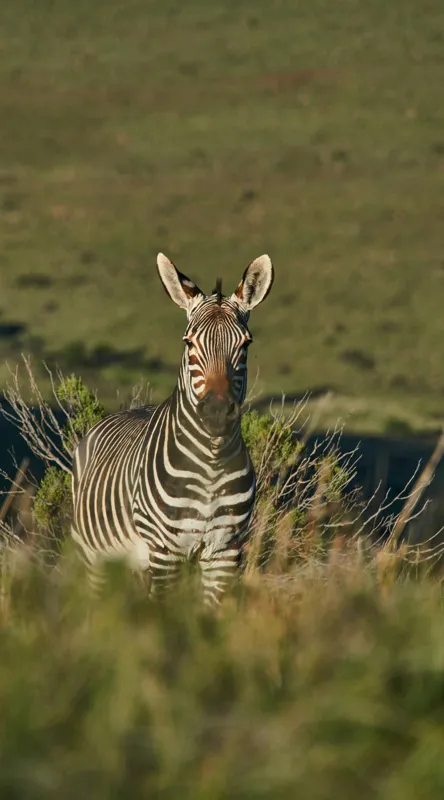 Tablou Canvas, "Zebra în peisajul savanei africane", Zebră, Iarbă, Pădure, Natură, Privire, Linie, Africa, Culoare, Pasiune, Liniște, 50 x 90 cm – poza 2