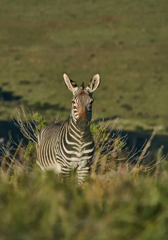 Tablou Canvas, "Zebra în peisajul savanei africane", Zebră, Iarbă, Pădure, Natură, Privire, Linie, Africa, Culoare, Pasiune, Liniște, 70 x 100 cm – poza 2