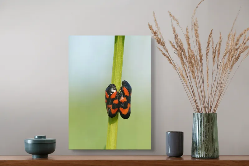 Tablou Canvas, "Dansul gândacilor roșii pe tulpină", Insecte, Aderență, Culoare, Negru, Roșu, Simetrie, Natură, Detaliu, 39 x 54 cm – poza 3