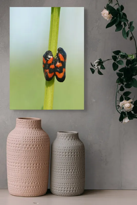 Tablou Canvas, "Dansul gândacilor roșii pe tulpină", Insecte, Aderență, Culoare, Negru, Roșu, Simetrie, Natură, Detaliu, 39 x 54 cm – poza 6