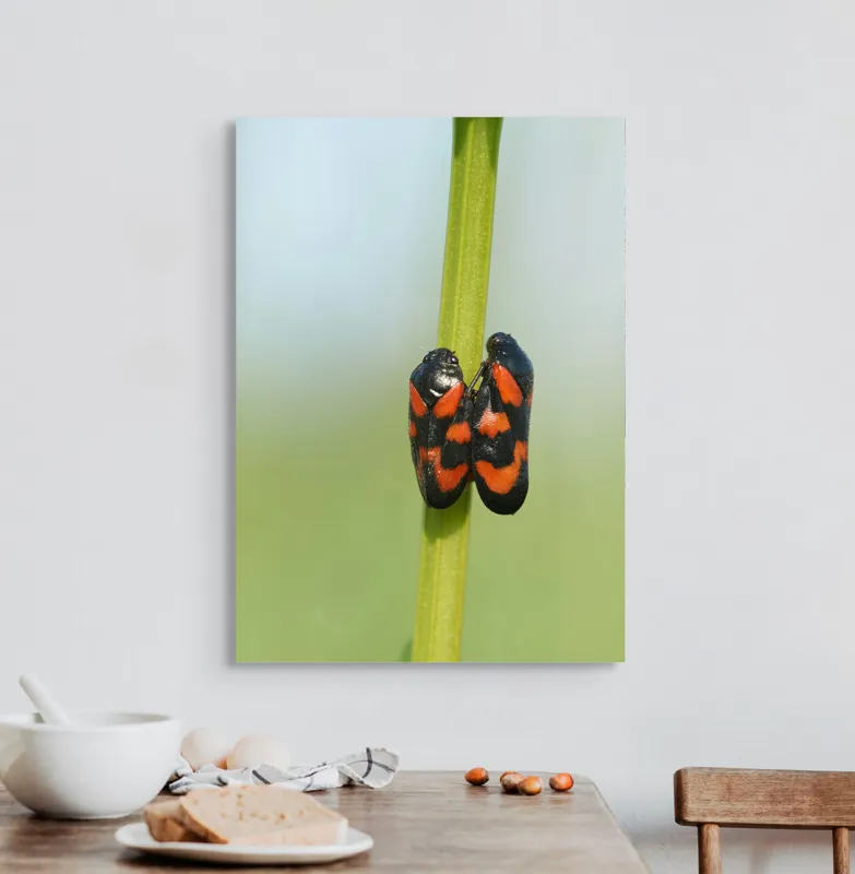 Tablou Canvas, "Dansul gândacilor roșii pe tulpină", Insecte, Aderență, Culoare, Negru, Roșu, Simetrie, Natură, Detaliu, 50 x 70 cm – poza 3