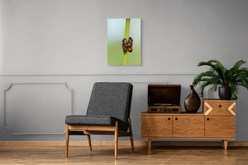 Tablou Canvas, "Dansul gândacilor roșii pe tulpină", Insecte, Aderență, Culoare, Negru, Roșu, Simetrie, Natură, Detaliu, 50 x 70 cm – poza 8