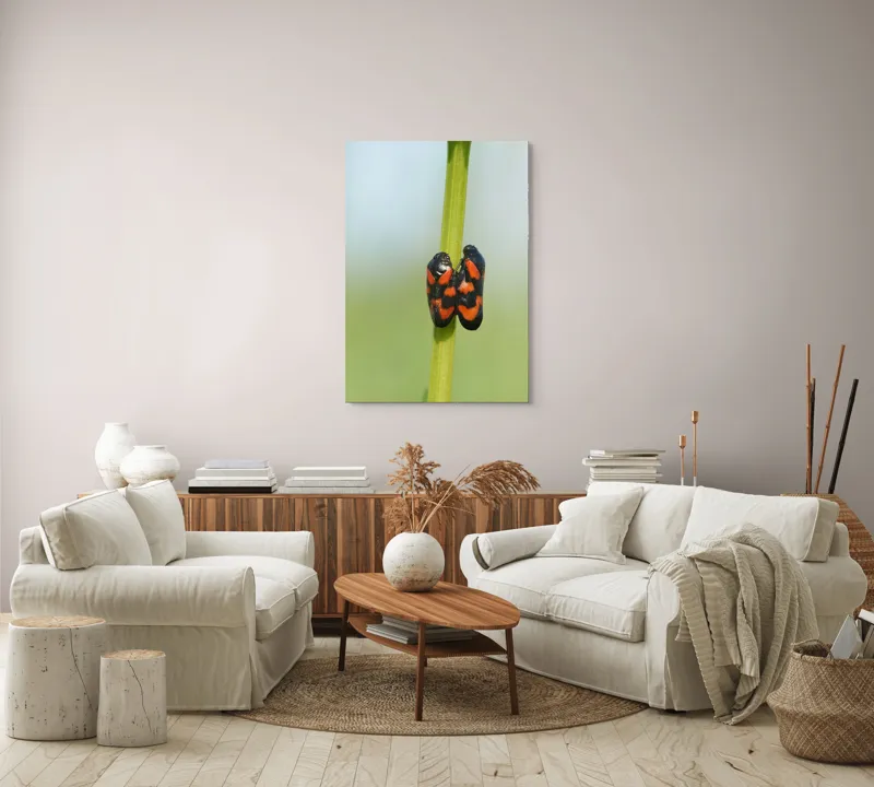 Tablou Canvas, "Dansul gândacilor roșii pe tulpină", Insecte, Aderență, Culoare, Negru, Roșu, Simetrie, Natură, Detaliu, 70 x 100 cm – poza 4