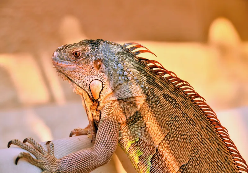 Tablou Canvas, "Solemnitatea iguanei la apusul soarelui", Iguana, Sol, Umbre, Texturi, Culori, Solzi, Privire, 100 x 70 cm – poza 2