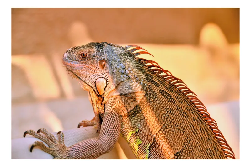 Tablou Canvas, "Solemnitatea iguanei la apusul soarelui", Iguana, Sol, Umbre, Texturi, Culori, Solzi, Privire, 39 x 26 cm