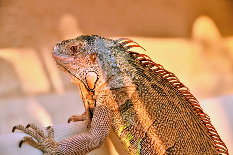 Tablou Canvas, "Solemnitatea iguanei la apusul soarelui", Iguana, Sol, Umbre, Texturi, Culori, Solzi, Privire, 150 x 100 cm – poza 2