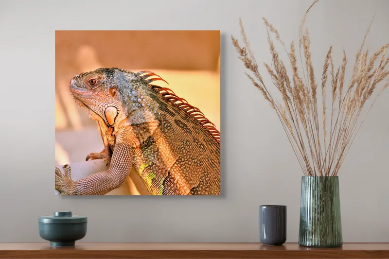 Tablou Canvas, "Solemnitatea iguanei la apusul soarelui", Iguana, Sol, Umbre, Texturi, Culori, Solzi, Privire, 50 x 50 cm – poza 4