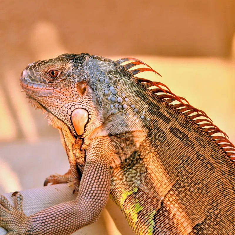 Tablou Canvas, "Solemnitatea iguanei la apusul soarelui", Iguana, Sol, Umbre, Texturi, Culori, Solzi, Privire, 50 x 50 cm – poza 2