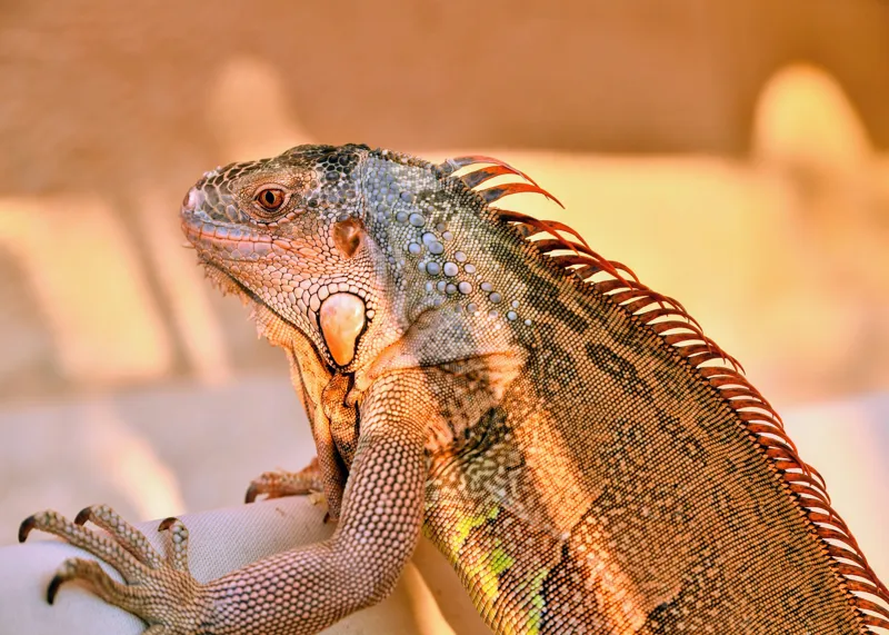 Tablou Canvas, "Solemnitatea iguanei la apusul soarelui", Iguana, Sol, Umbre, Texturi, Culori, Solzi, Privire, 70 x 50 cm – poza 2