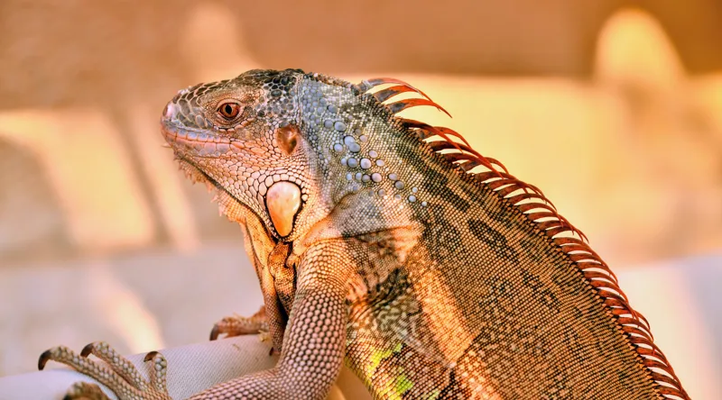 Tablou Canvas, "Solemnitatea iguanei la apusul soarelui", Iguana, Sol, Umbre, Texturi, Culori, Solzi, Privire, 90 x 50 cm – poza 2