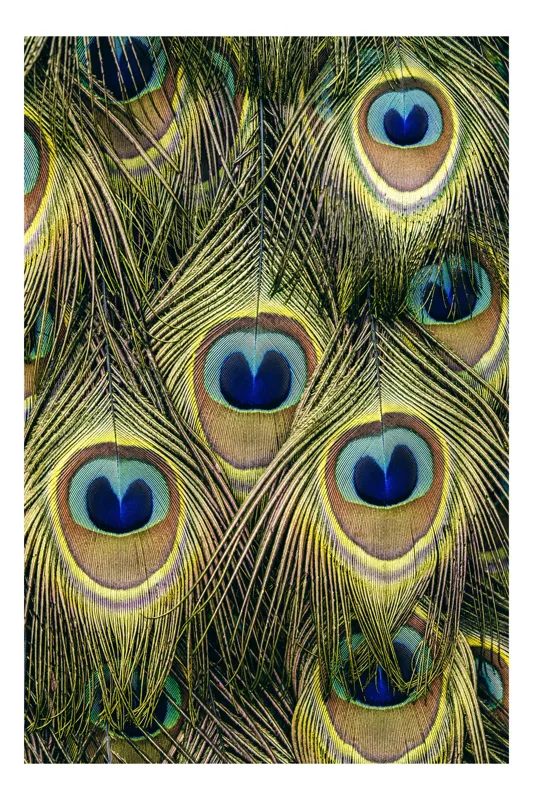 Tablou Canvas, "Mirajul culorilor de păun", Colorat, Hipnotic, Încântător, Simetric, Vibrant, Fascinant, Detaliat, Elegant, 39 x 54 cm