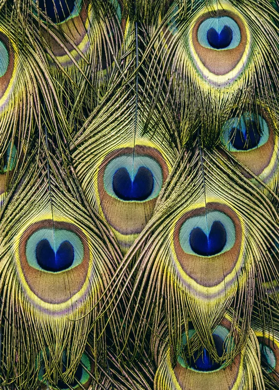 Tablou Canvas, "Mirajul culorilor de păun", Colorat, Hipnotic, Încântător, Simetric, Vibrant, Fascinant, Detaliat, Elegant, 50 x 70 cm – poza 2