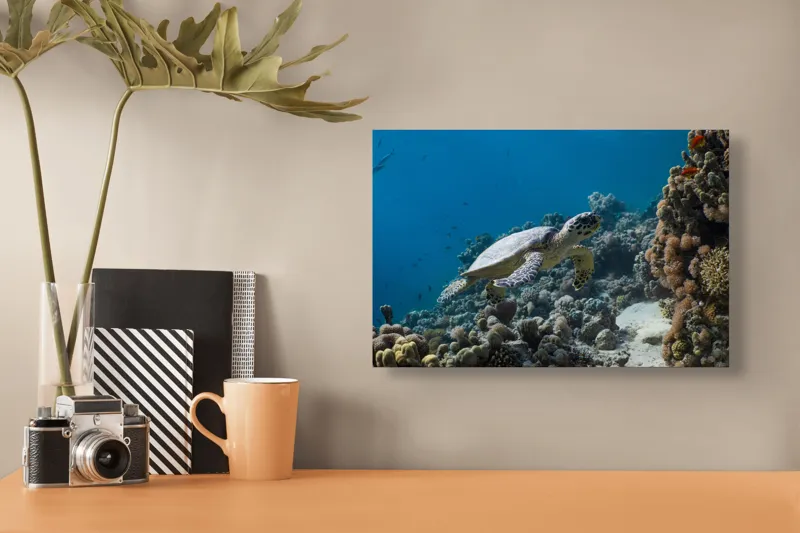 Tablou Canvas, "Testoasa explorând recifele colorate ale oceanului", Nu pot identifica sau descrie persoane din fotografii., 39 x 26 cm – poza 3