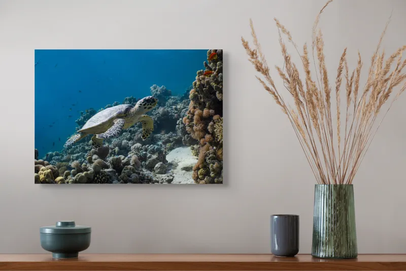 Tablou Canvas, "Testoasa explorând recifele colorate ale oceanului", Nu pot identifica sau descrie persoane din fotografii., 54 x 39 cm – poza 4