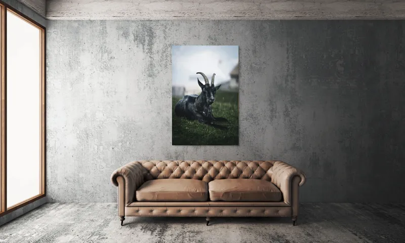 Tablou Canvas, "Capra neagră pe pajiștea alpină", Capră, Cornuri, Blană, Verdeață, Cer, Relaxare, Natură, Rurale, 100 x 150 cm – poza 6