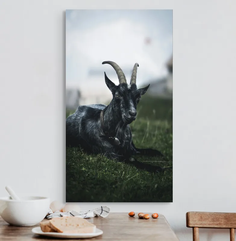 Tablou Canvas, "Capra neagră pe pajiștea alpină", Capră, Cornuri, Blană, Verdeață, Cer, Relaxare, Natură, Rurale, 50 x 90 cm – poza 3