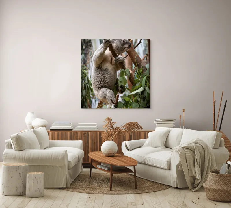 Tablou Canvas, "Koala printre frunzele de eucalipt", Koala, Copac, Frunze, Blană, Adorabil, Eucalipt, Natură, Ținută, Ramuri, 100 x 100 cm – poza 3