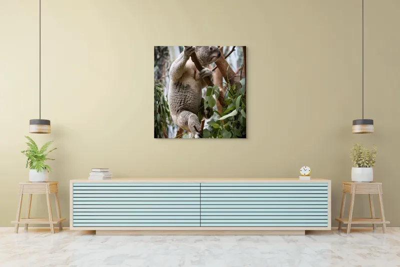 Tablou Canvas, "Koala printre frunzele de eucalipt", Koala, Copac, Frunze, Blană, Adorabil, Eucalipt, Natură, Ținută, Ramuri, 100 x 100 cm – poza 5