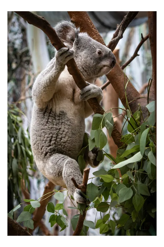 Tablou Canvas, "Koala printre frunzele de eucalipt", Koala, Copac, Frunze, Blană, Adorabil, Eucalipt, Natură, Ținută, Ramuri, 26 x 39 cm