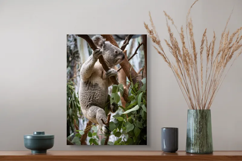 Tablou Canvas, "Koala printre frunzele de eucalipt", Koala, Copac, Frunze, Blană, Adorabil, Eucalipt, Natură, Ținută, Ramuri, 39 x 54 cm – poza 3