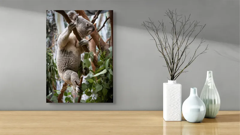 Tablou Canvas, "Koala printre frunzele de eucalipt", Koala, Copac, Frunze, Blană, Adorabil, Eucalipt, Natură, Ținută, Ramuri, 39 x 54 cm – poza 4