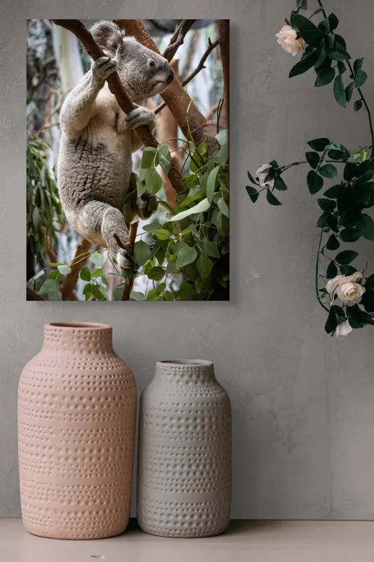Tablou Canvas, "Koala printre frunzele de eucalipt", Koala, Copac, Frunze, Blană, Adorabil, Eucalipt, Natură, Ținută, Ramuri, 39 x 54 cm – poza 6