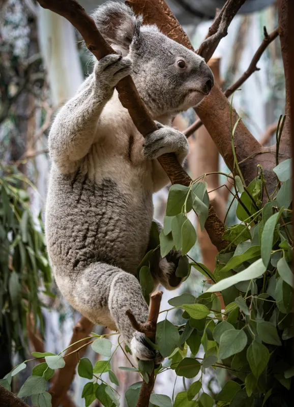 Tablou Canvas, "Koala printre frunzele de eucalipt", Koala, Copac, Frunze, Blană, Adorabil, Eucalipt, Natură, Ținută, Ramuri, 39 x 54 cm – poza 2