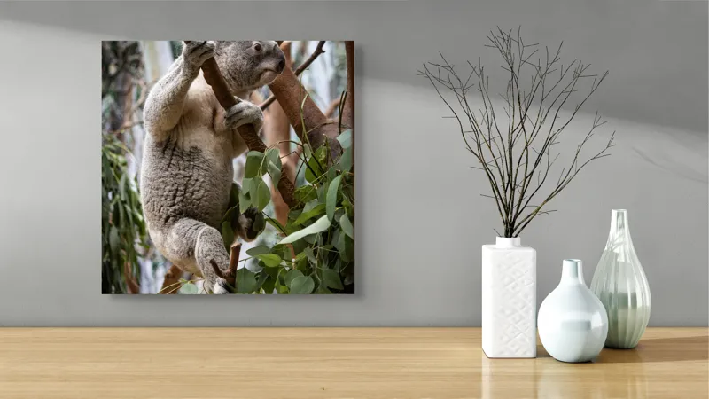 Tablou Canvas, "Koala printre frunzele de eucalipt", Koala, Copac, Frunze, Blană, Adorabil, Eucalipt, Natură, Ținută, Ramuri, 50 x 50 cm – poza 3