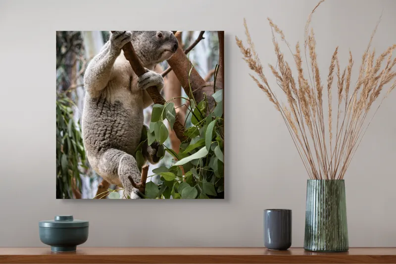 Tablou Canvas, "Koala printre frunzele de eucalipt", Koala, Copac, Frunze, Blană, Adorabil, Eucalipt, Natură, Ținută, Ramuri, 50 x 50 cm – poza 4