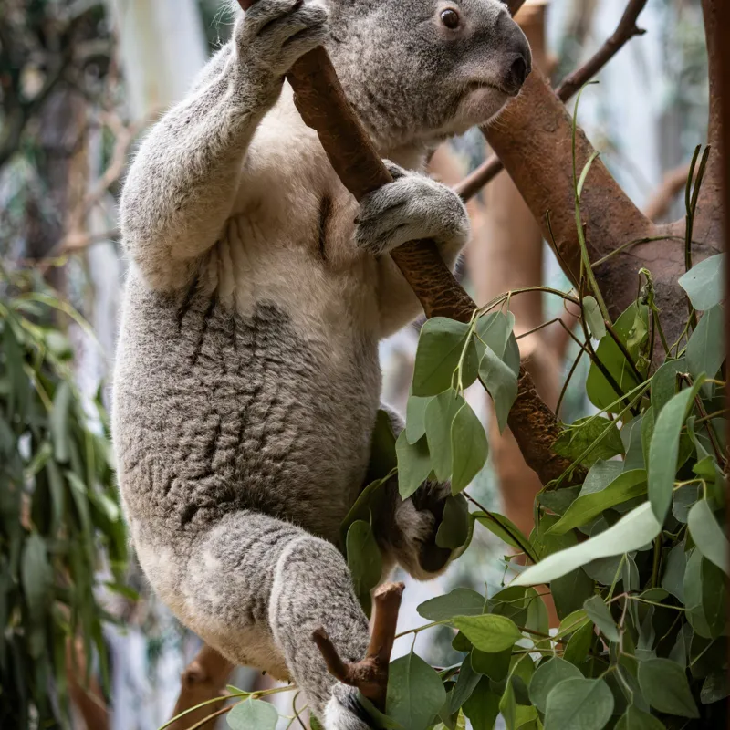 Tablou Canvas, "Koala printre frunzele de eucalipt", Koala, Copac, Frunze, Blană, Adorabil, Eucalipt, Natură, Ținută, Ramuri, 50 x 50 cm – poza 2