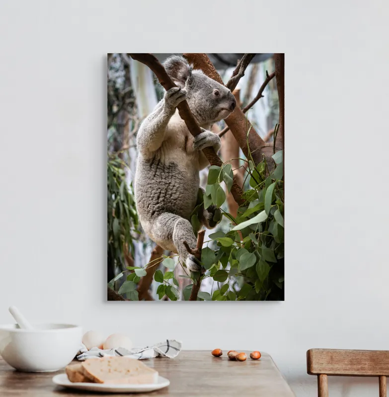 Tablou Canvas, "Koala printre frunzele de eucalipt", Koala, Copac, Frunze, Blană, Adorabil, Eucalipt, Natură, Ținută, Ramuri, 50 x 70 cm – poza 3