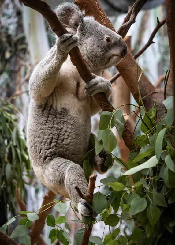 Tablou Canvas, "Koala printre frunzele de eucalipt", Koala, Copac, Frunze, Blană, Adorabil, Eucalipt, Natură, Ținută, Ramuri, 50 x 70 cm – poza 2
