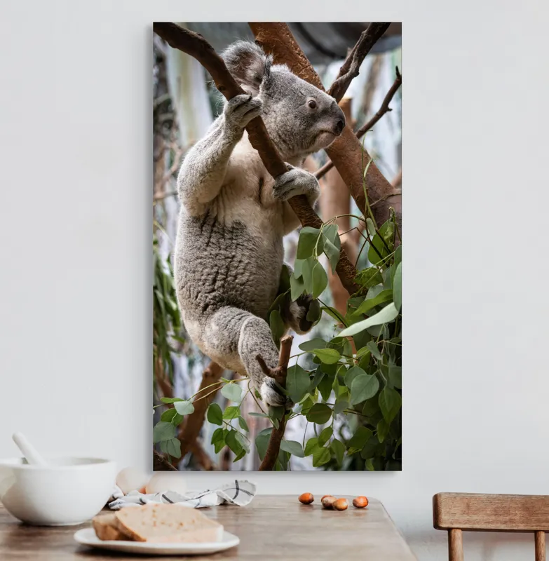 Tablou Canvas, "Koala printre frunzele de eucalipt", Koala, Copac, Frunze, Blană, Adorabil, Eucalipt, Natură, Ținută, Ramuri, 50 x 90 cm – poza 3
