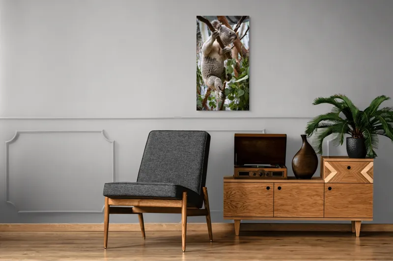 Tablou Canvas, "Koala printre frunzele de eucalipt", Koala, Copac, Frunze, Blană, Adorabil, Eucalipt, Natură, Ținută, Ramuri, 50 x 90 cm – poza 8