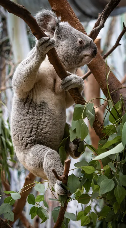 Tablou Canvas, "Koala printre frunzele de eucalipt", Koala, Copac, Frunze, Blană, Adorabil, Eucalipt, Natură, Ținută, Ramuri, 50 x 90 cm – poza 2