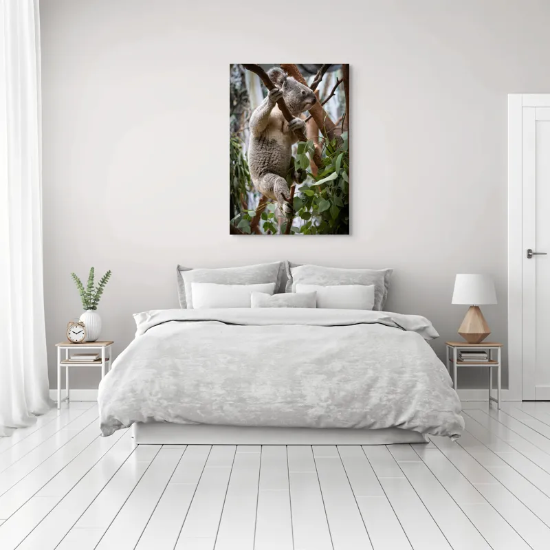 Tablou Canvas, "Koala printre frunzele de eucalipt", Koala, Copac, Frunze, Blană, Adorabil, Eucalipt, Natură, Ținută, Ramuri, 70 x 100 cm – poza 3