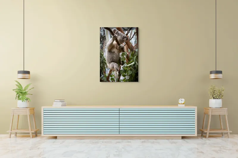 Tablou Canvas, "Koala printre frunzele de eucalipt", Koala, Copac, Frunze, Blană, Adorabil, Eucalipt, Natură, Ținută, Ramuri, 70 x 100 cm – poza 5