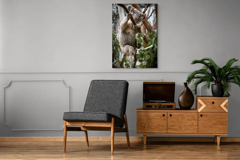 Tablou Canvas, "Koala printre frunzele de eucalipt", Koala, Copac, Frunze, Blană, Adorabil, Eucalipt, Natură, Ținută, Ramuri, 70 x 100 cm – poza 6