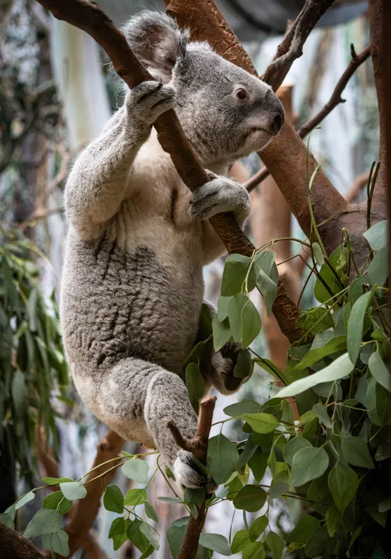 Tablou Canvas, "Koala printre frunzele de eucalipt", Koala, Copac, Frunze, Blană, Adorabil, Eucalipt, Natură, Ținută, Ramuri, 70 x 100 cm – poza 2