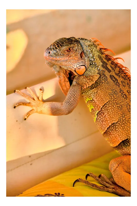 Tablou Canvas, "Iguana odihnindu-se la soare", Iguana, Texturi, Culori, Solzi, Privește, Detaliu, Relaxare, Scurt Moment, 39 x 54 cm
