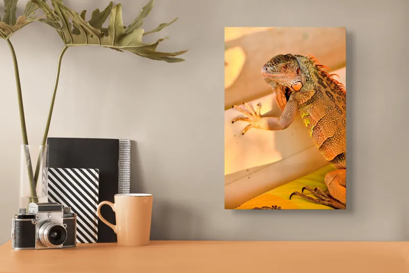 Tablou Canvas, "Iguana odihnindu-se la soare", Iguana, Texturi, Culori, Solzi, Privește, Detaliu, Relaxare, Scurt Moment, 26 x 39 cm – poza 3