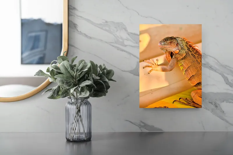 Tablou Canvas, "Iguana odihnindu-se la soare", Iguana, Texturi, Culori, Solzi, Privește, Detaliu, Relaxare, Scurt Moment, 26 x 39 cm – poza 4
