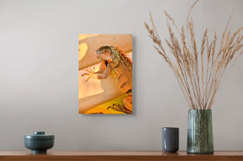 Tablou Canvas, "Iguana odihnindu-se la soare", Iguana, Texturi, Culori, Solzi, Privește, Detaliu, Relaxare, Scurt Moment, 26 x 39 cm – poza 5