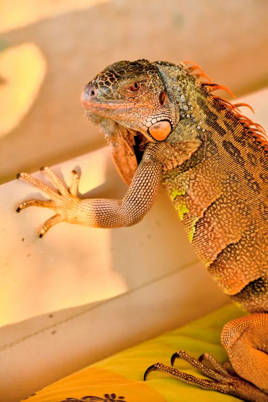 Tablou Canvas, "Iguana odihnindu-se la soare", Iguana, Texturi, Culori, Solzi, Privește, Detaliu, Relaxare, Scurt Moment, 26 x 39 cm – poza 2
