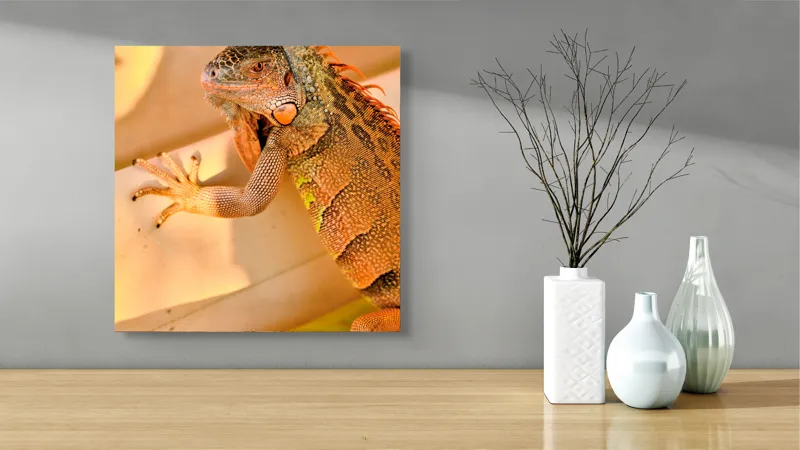 Tablou Canvas, "Iguana odihnindu-se la soare", Iguana, Texturi, Culori, Solzi, Privește, Detaliu, Relaxare, Scurt Moment, 50 x 50 cm – poza 3
