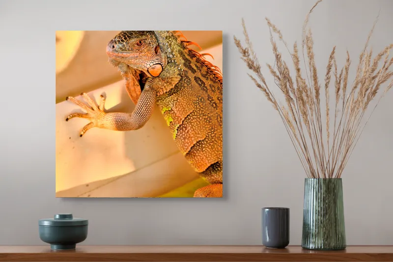 Tablou Canvas, "Iguana odihnindu-se la soare", Iguana, Texturi, Culori, Solzi, Privește, Detaliu, Relaxare, Scurt Moment, 50 x 50 cm – poza 4
