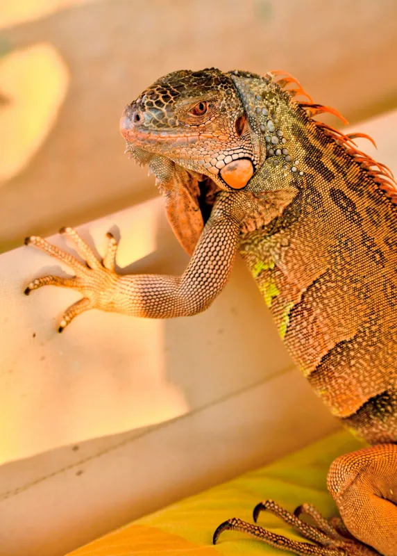 Tablou Canvas, "Iguana odihnindu-se la soare", Iguana, Texturi, Culori, Solzi, Privește, Detaliu, Relaxare, Scurt Moment, 50 x 70 cm – poza 2