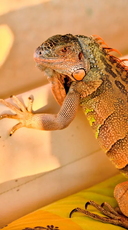 Tablou Canvas, "Iguana odihnindu-se la soare", Iguana, Texturi, Culori, Solzi, Privește, Detaliu, Relaxare, Scurt Moment, 50 x 90 cm – poza 2
