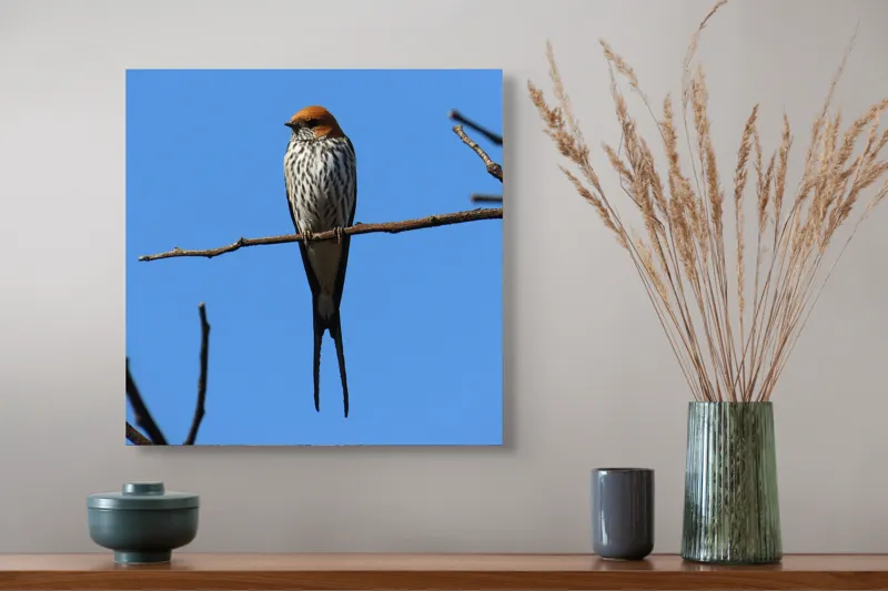 Tablou Canvas, "Rândunică mândră pe cerul albastru", Păsare, Ramură, Cer, Penaj, Natură, Frumusețe, Liniște, 50 x 50 cm – poza 4
