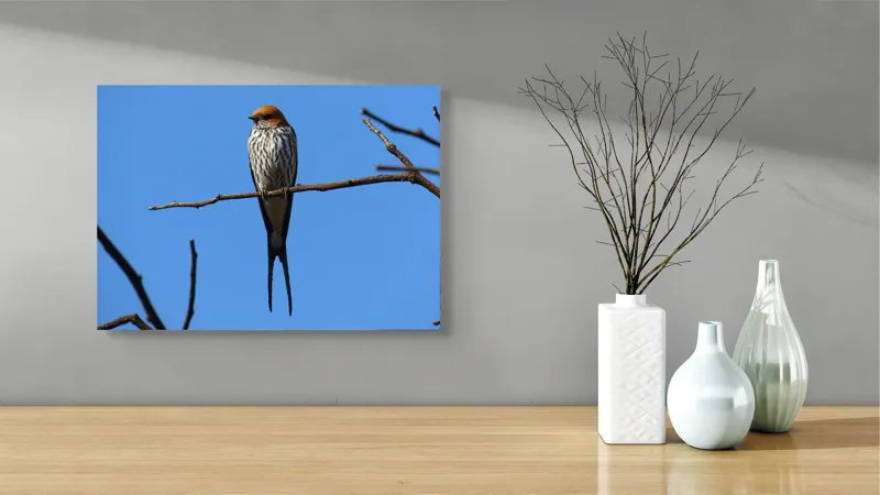 Tablou Canvas, "Rândunică mândră pe cerul albastru", Păsare, Ramură, Cer, Penaj, Natură, Frumusețe, Liniște, 54 x 39 cm – poza 3